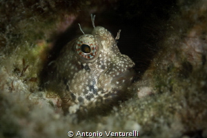 Blenny fish_April 2024
( CanonEF100,1/250,f8,iso100) by Antonio Venturelli 